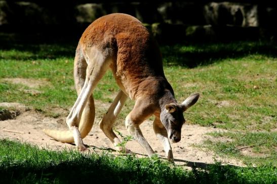 Australisches Riesenkänguru Opel Zoo Kronberg 2016