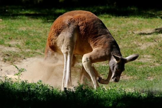 Australisches Riesenkänguru Opel Zoo Kronberg 2016