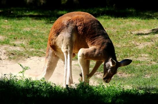 Australisches Riesenkänguru Opel Zoo Kronberg 2016