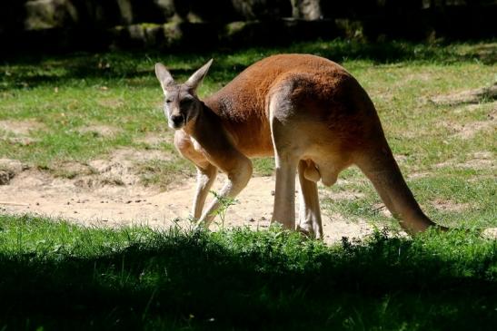 Australisches Riesenkänguru Opel Zoo Kronberg 2016