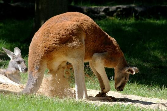 Australisches Riesenkänguru Opel Zoo Kronberg 2017