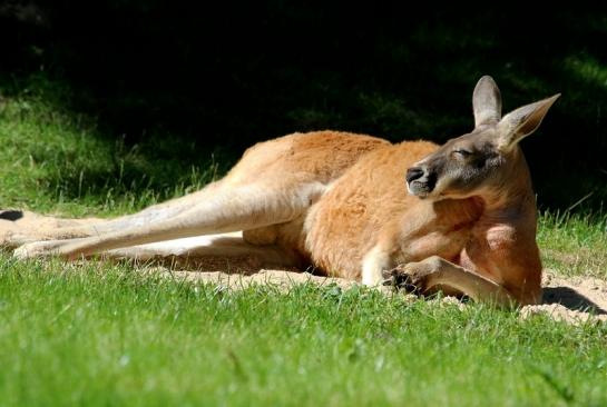 Australisches Riesenkänguru Opel Zoo Kronberg 2017