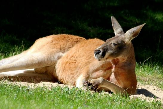 Australisches Riesenkänguru Opel Zoo Kronberg 2017