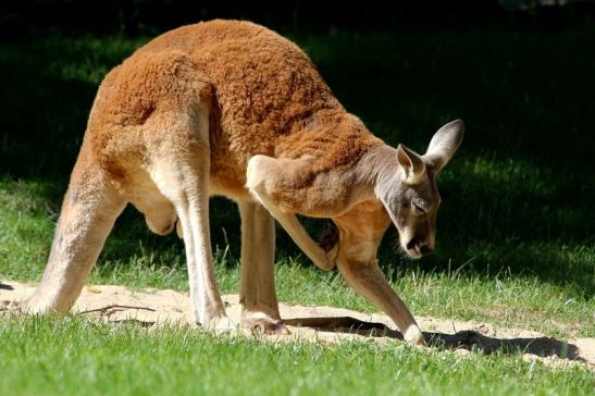 Australisches Riesenkänguru Opel Zoo Kronberg 2017