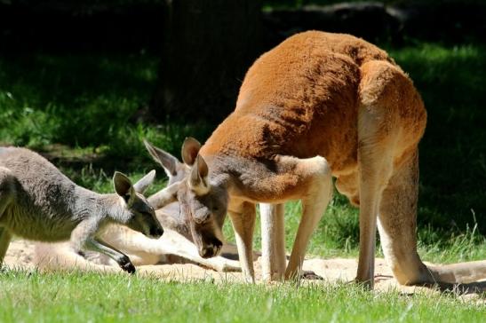 Australisches Riesenkänguru Opel Zoo Kronberg 2017
