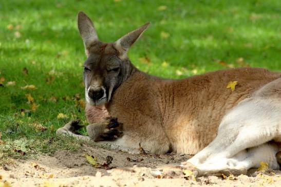 Australisches Riesenkänguru Opel Zoo Kronberg 2017