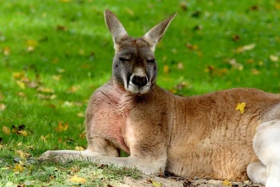 Australisches Riesenkänguru Opel Zoo Kronberg 2017