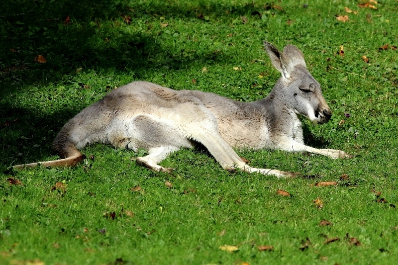 Australisches Riesenkänguru Opel Zoo Kronberg 2017