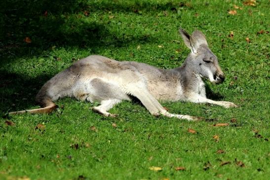 Australisches Riesenkänguru Opel Zoo Kronberg 2017