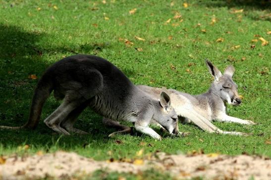 Australisches Riesenkänguru Opel Zoo Kronberg 2017