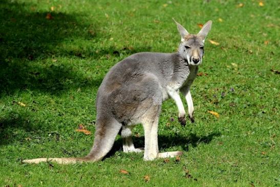 Australisches Riesenkänguru Opel Zoo Kronberg 2017