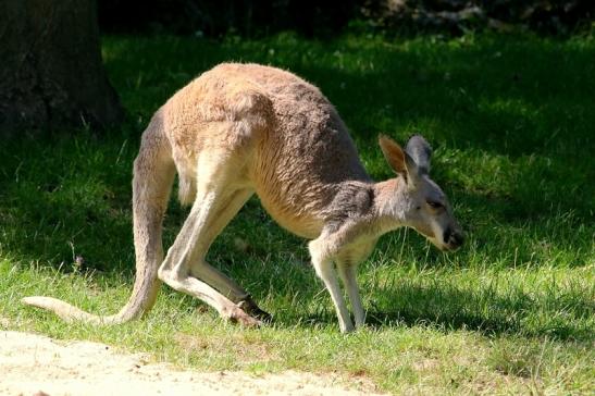 Australisches Riesenkänguru Opel Zoo Kronberg 2017