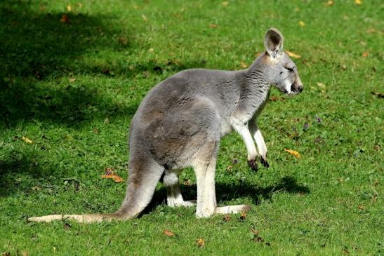 Australisches Riesenkänguru Opel Zoo Kronberg 2017