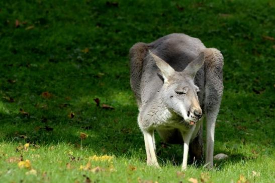 Australisches Riesenkänguru Opel Zoo Kronberg 2017