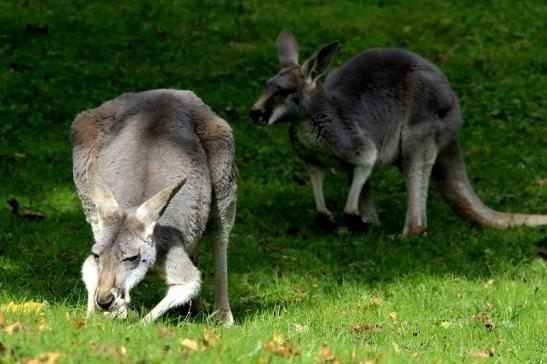 Australisches Riesenkänguru Opel Zoo Kronberg 2017