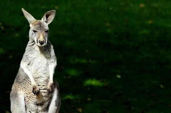 Australisches Riesenkänguru Opel Zoo Kronberg 2017