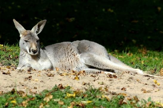 Australisches Riesenkänguru Opel Zoo Kronberg 2017