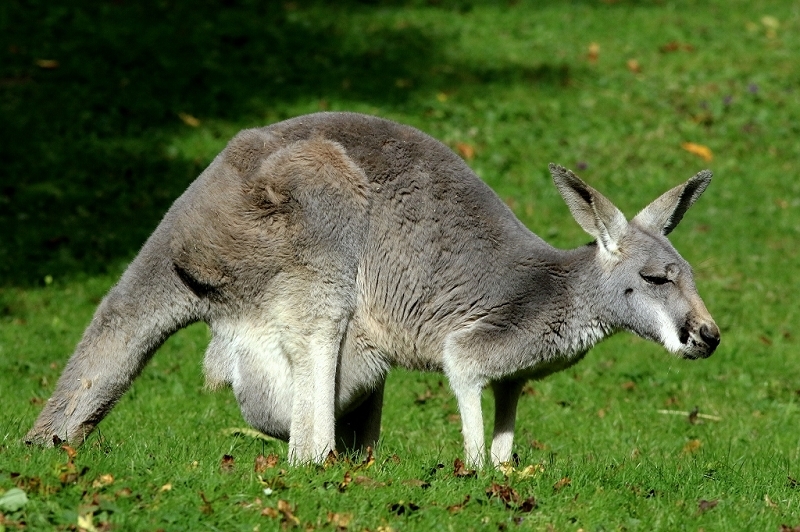 Australisches Riesenkänguru Opel Zoo Kronberg 2017
