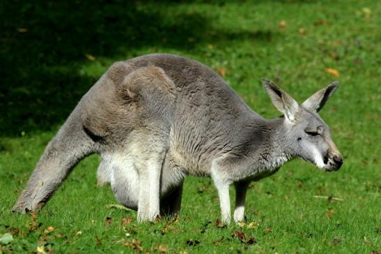 Australisches Riesenkänguru Opel Zoo Kronberg 2017