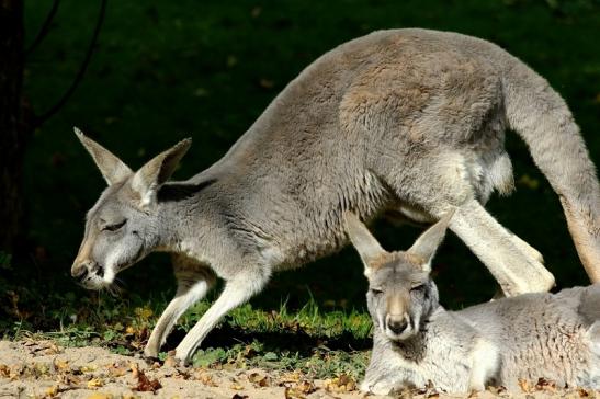 Australisches Riesenkänguru Opel Zoo Kronberg 2017