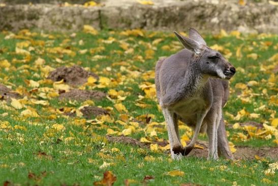 Australisches Riesenkänguru Opel Zoo Kronberg 2017