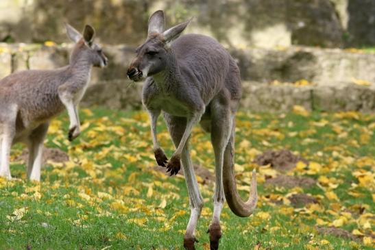 Australisches Riesenkänguru Opel Zoo Kronberg 2017