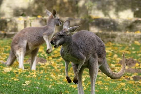 Australisches Riesenkänguru Opel Zoo Kronberg 2017