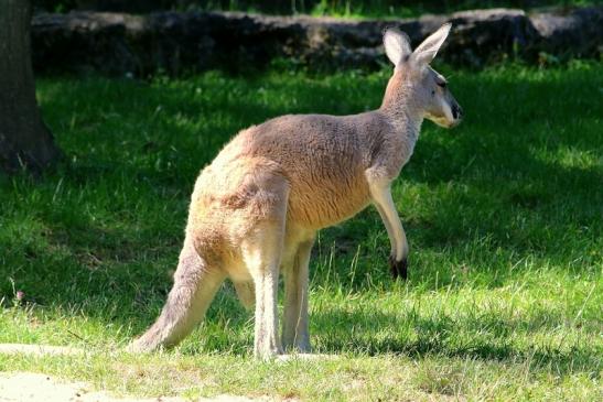 Australisches Riesenkänguru Opel Zoo Kronberg 2017