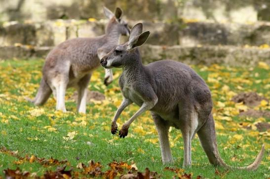 Australisches Riesenkänguru Opel Zoo Kronberg 2017