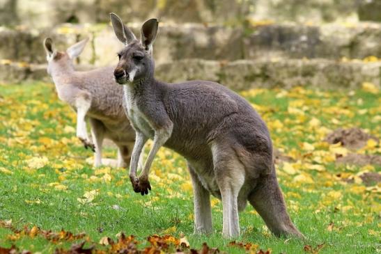 Australisches Riesenkänguru Opel Zoo Kronberg 2017