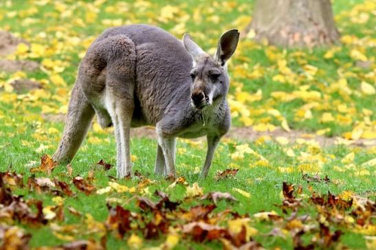 Australisches Riesenkänguru Opel Zoo Kronberg 2017