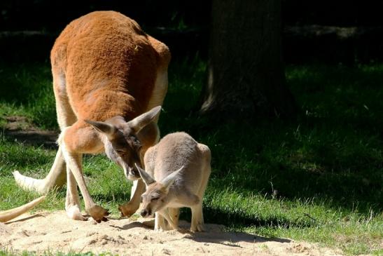 Australisches Riesenkänguru Opel Zoo Kronberg 2017