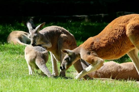 Australisches Riesenkänguru Opel Zoo Kronberg 2017