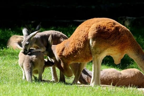 Australisches Riesenkänguru Opel Zoo Kronberg 2017