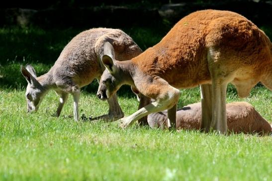 Australisches Riesenkänguru Opel Zoo Kronberg 2017