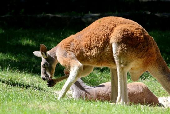 Australisches Riesenkänguru Opel Zoo Kronberg 2017