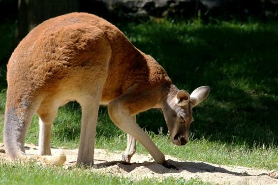 Australisches Riesenkänguru Opel Zoo Kronberg 2017