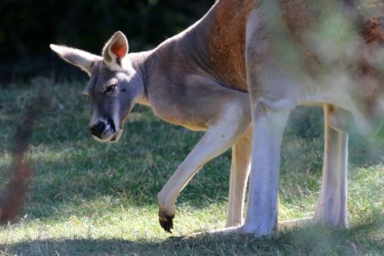 Australisches Riesenkänguru Opel Zoo Kronberg 2019