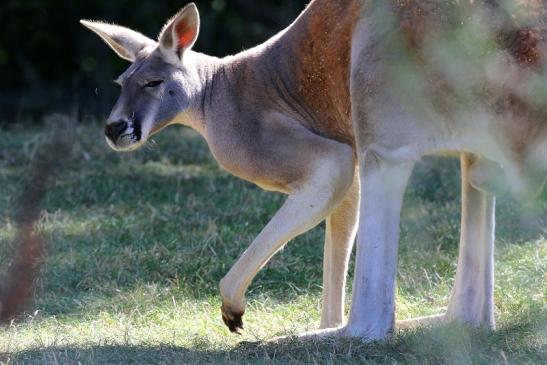 Australisches Riesenkänguru Opel Zoo Kronberg 2019