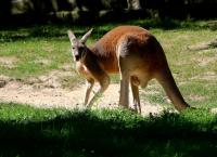 Australisches Riesenkänguru