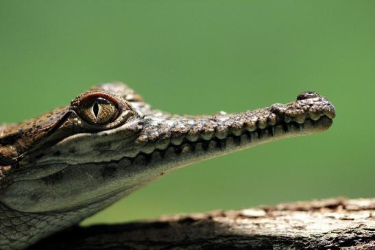 Australisches Süßwasserkrokodil Nachzucht Zoo Frankfurt am Main 2014