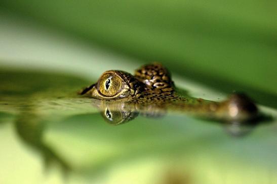 Australisches Süßwasserkrokodil Nachzucht Zoo Frankfurt am Main 2014