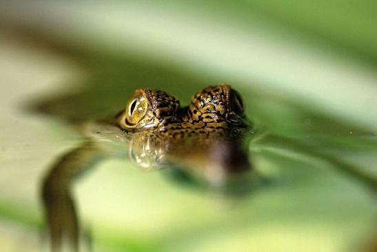 Australisches Süßwasserkrokodil Nachzucht Zoo Frankfurt am Main 2014