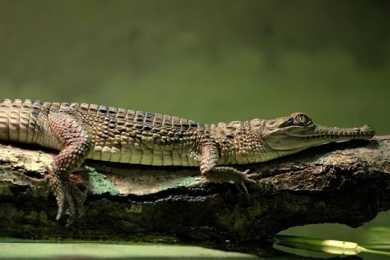 Australisches Süßwasserkrokodil Nachzucht Zoo Frankfurt am Main 2014