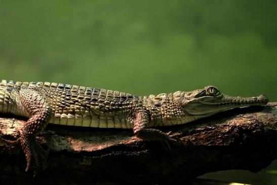 Australisches Süßwasserkrokodil Nachzucht Zoo Frankfurt am Main 2014