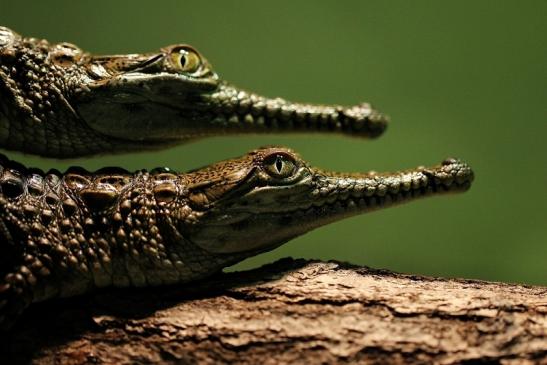 Australisches Süßwasserkrokodil Nachzucht Zoo Frankfurt am Main 2014