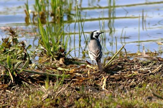 Bachstelze Bingenheimer Ried Wetterau 2016