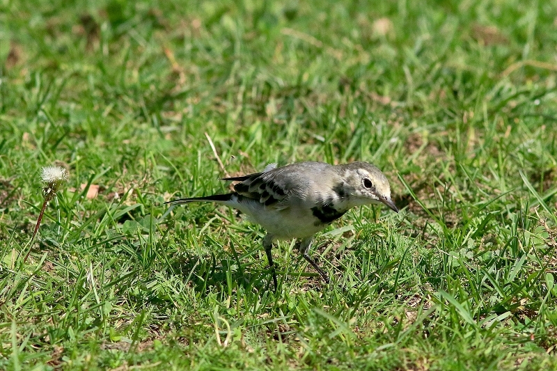 Bachstelze Jungtier Wildpark Alte Fasanerie Klein Auheim 2017