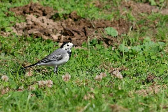 Bachstelze Wildpark Alte Fasanerie Klein Auheim 2017