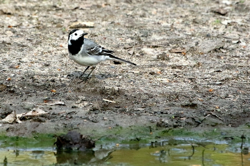 Bachstelze Wildpark Alte Fasanerie Klein Auheim 2018